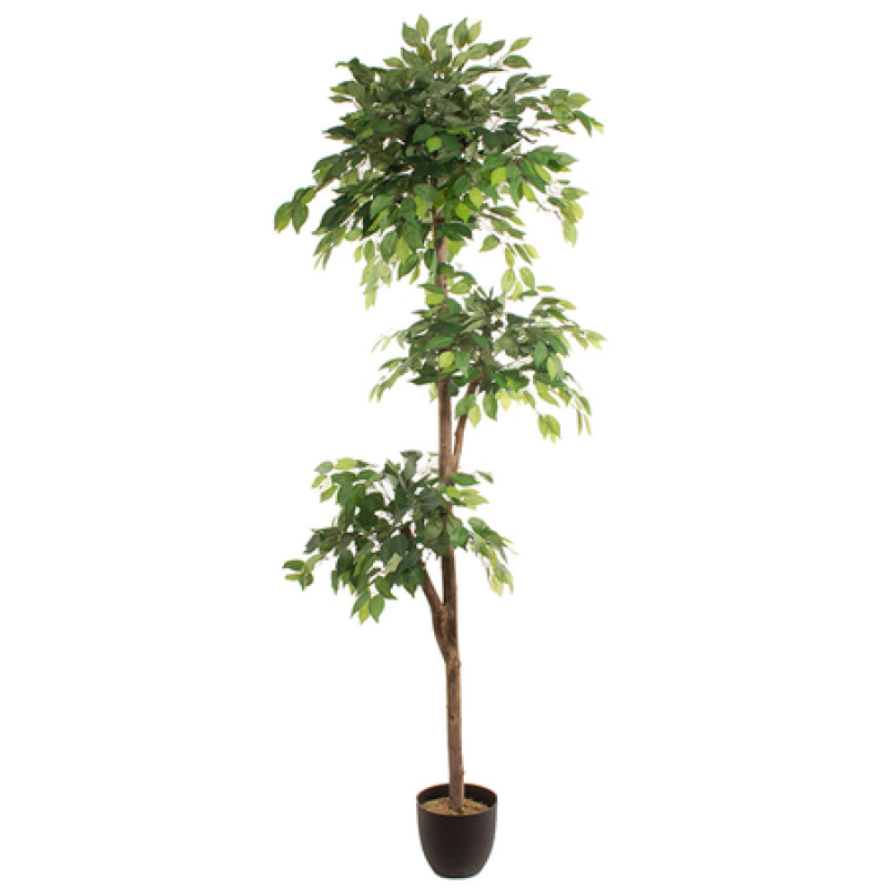 Mākslīgais augs FICUS 2.20m